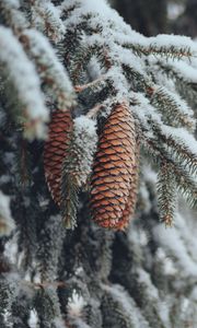 Preview wallpaper cones, spruce, branches, snow, winter, nature