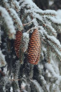 Preview wallpaper cones, spruce, branches, snow, winter, nature