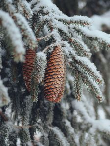 Preview wallpaper cones, spruce, branches, snow, winter, nature