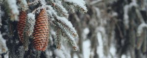 Preview wallpaper cones, spruce, branches, snow, winter, nature