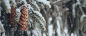 Preview wallpaper cones, spruce, branches, snow, winter, nature