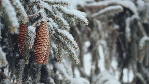 Preview wallpaper cones, spruce, branches, snow, winter, nature