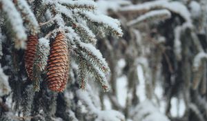 Preview wallpaper cones, spruce, branches, snow, winter, nature