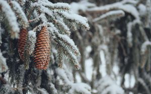 Preview wallpaper cones, spruce, branches, snow, winter, nature