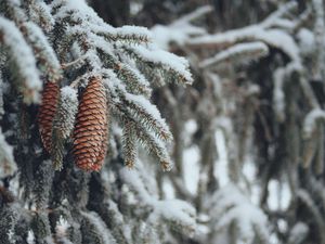 Preview wallpaper cones, spruce, branches, snow, winter, nature