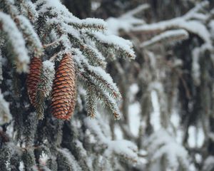 Preview wallpaper cones, spruce, branches, snow, winter, nature