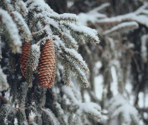 Preview wallpaper cones, spruce, branches, snow, winter, nature