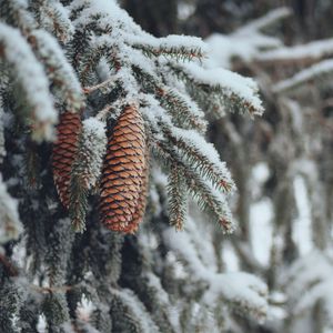 Preview wallpaper cones, spruce, branches, snow, winter, nature