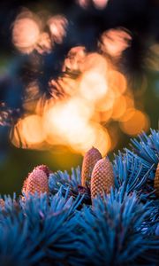 Preview wallpaper cones, spruce, glare, bokeh