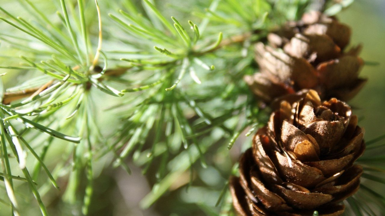 Wallpaper cones, spruce, shade, trees