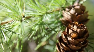 Preview wallpaper cones, spruce, shade, trees