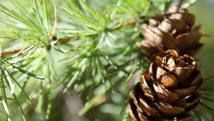 Preview wallpaper cones, spruce, shade, trees