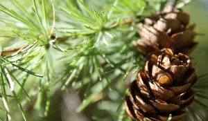 Preview wallpaper cones, spruce, shade, trees