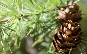 Preview wallpaper cones, spruce, shade, trees