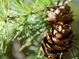 Preview wallpaper cones, spruce, shade, trees