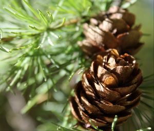 Preview wallpaper cones, spruce, shade, trees