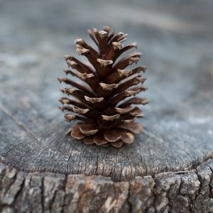 Preview wallpaper cones, stump, tree