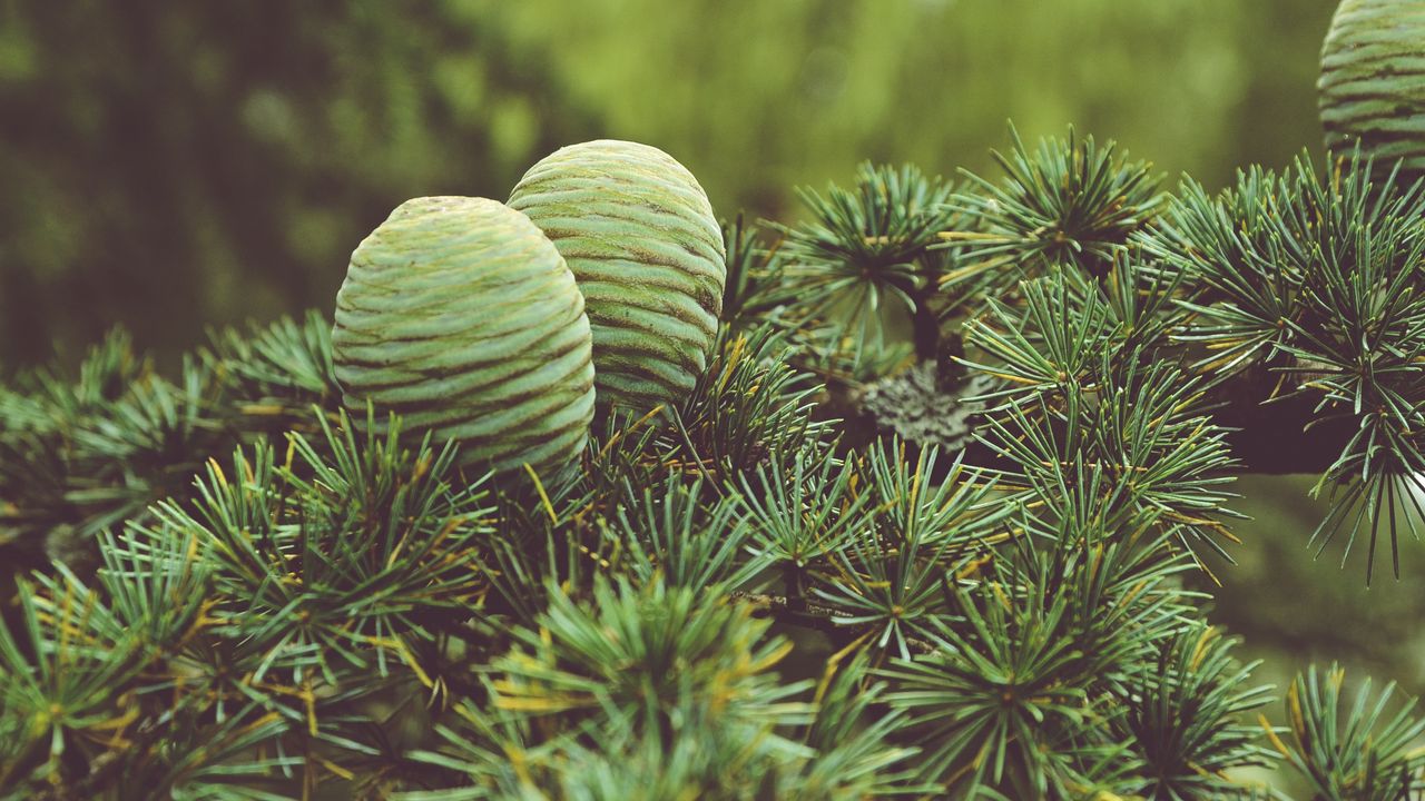 Wallpaper cones, tree, needles