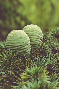 Preview wallpaper cones, tree, needles