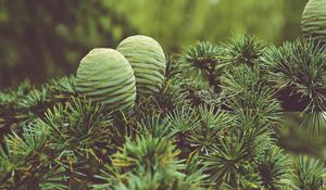 Preview wallpaper cones, tree, needles