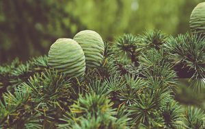 Preview wallpaper cones, tree, needles