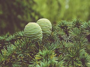 Preview wallpaper cones, tree, needles