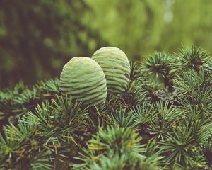 Preview wallpaper cones, tree, needles