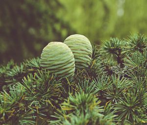 Preview wallpaper cones, tree, needles