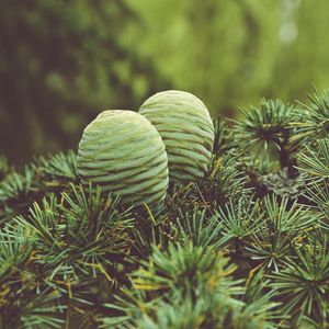 Preview wallpaper cones, tree, needles