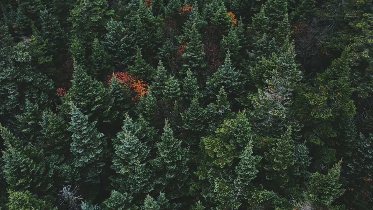 Wallpaper coniferous forest, trees, aerial view