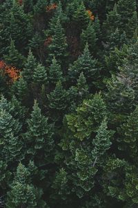 Preview wallpaper coniferous forest, trees, aerial view