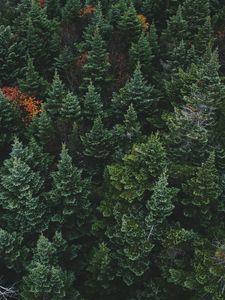 Preview wallpaper coniferous forest, trees, aerial view