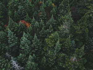 Preview wallpaper coniferous forest, trees, aerial view
