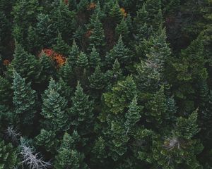 Preview wallpaper coniferous forest, trees, aerial view