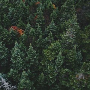 Preview wallpaper coniferous forest, trees, aerial view