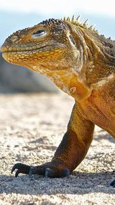 Preview wallpaper conolophus, galapagos islands, scales, huge