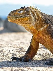 Preview wallpaper conolophus, galapagos islands, scales, huge