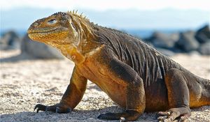 Preview wallpaper conolophus, galapagos islands, scales, huge