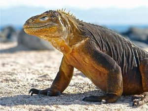 Preview wallpaper conolophus, galapagos islands, scales, huge