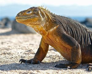 Preview wallpaper conolophus, galapagos islands, scales, huge