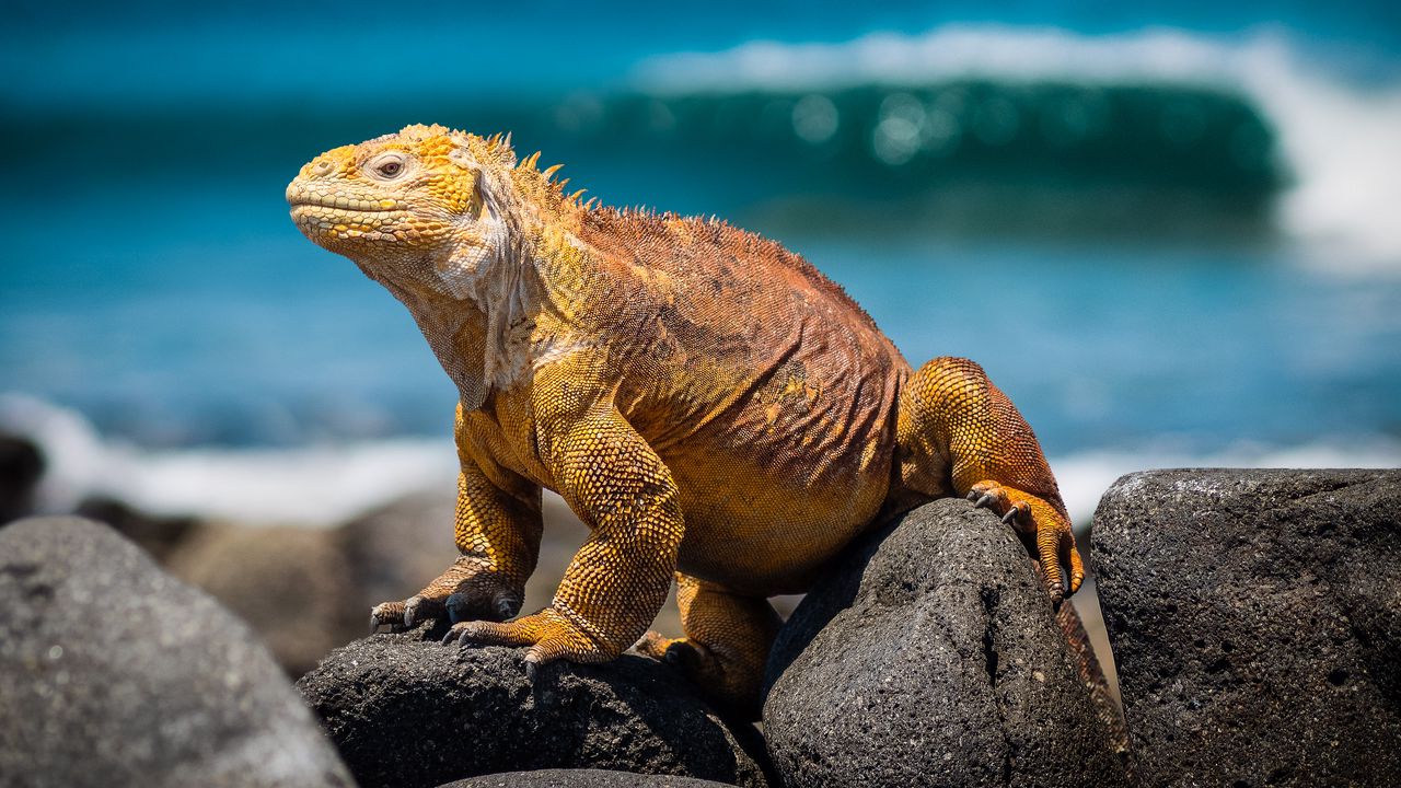 Wallpaper conolophus, reptile, stones