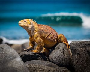 Preview wallpaper conolophus, reptile, stones