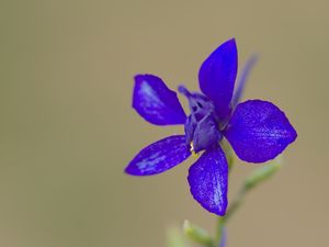 Preview wallpaper consolida, flowers, petals, blue, blur