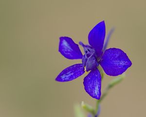 Preview wallpaper consolida, flowers, petals, blue, blur