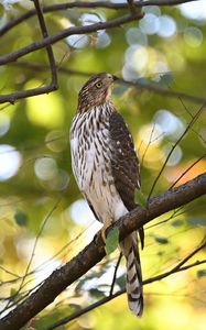 Preview wallpaper coopers hawk, hawk, bird, branch, tree
