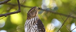 Preview wallpaper coopers hawk, hawk, bird, branch, tree