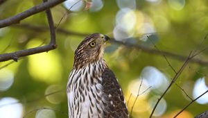 Preview wallpaper coopers hawk, hawk, bird, branch, tree