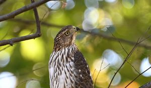 Preview wallpaper coopers hawk, hawk, bird, branch, tree