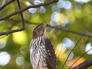 Preview wallpaper coopers hawk, hawk, bird, branch, tree