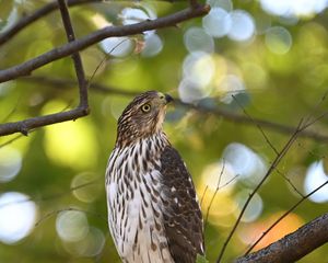 Preview wallpaper coopers hawk, hawk, bird, branch, tree